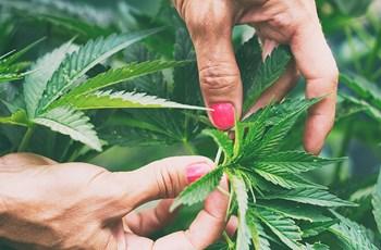 Cannabis and Its Effects on Hormones